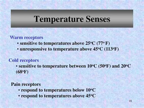 The Sensory Experience of Cold and Warm Receptors