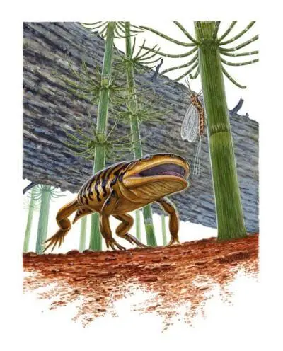 The Significance of Gerobatrachus hottoni