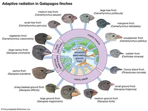 The Significance of the Galapagos Finches
