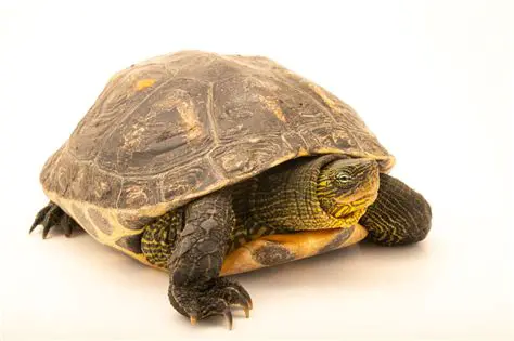 The Significance of the Uncut Turtle Dove