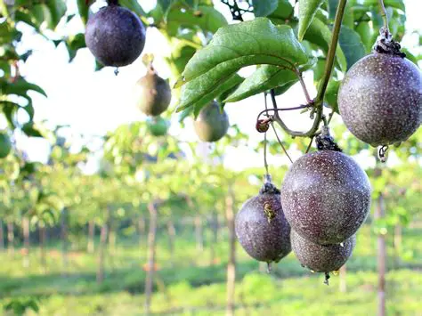 The Spill Pattern in Purple Acid Passion Fruit Farming