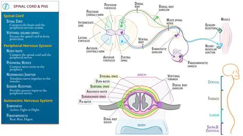 The Spinal Cord and the Peripheral Nervous System