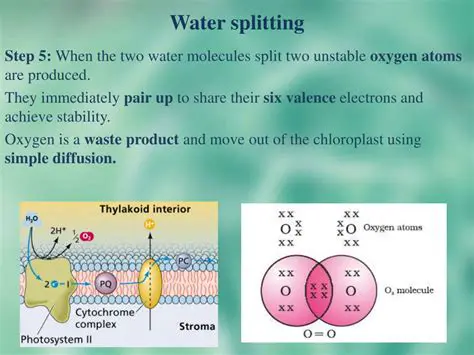 The Splitting of Water Molecules