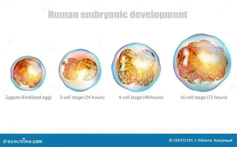 The Stages of Human Embryogenesis