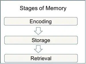 The Storage Phase of Memory Processing