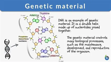 The Structure and Function of Genetic Material