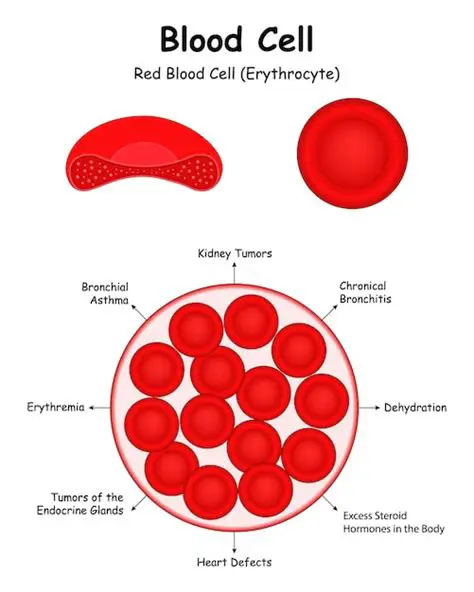 The Structure and Function of Red Blood Cells
