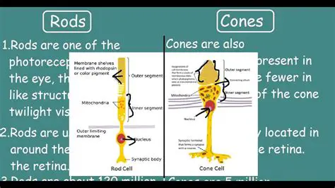 The Structure and Function of Rods and Cones