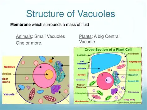 The Structure and Function of Vacuoles