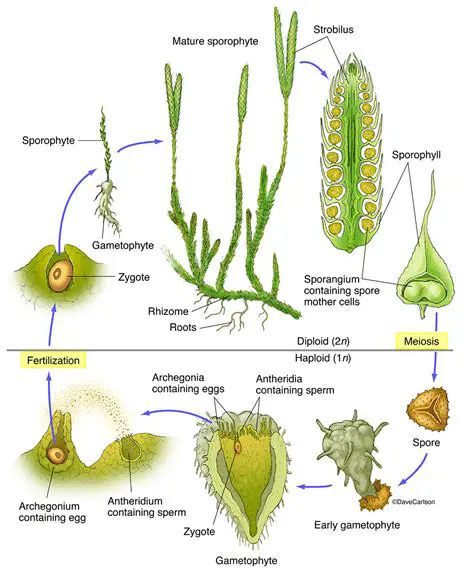 The Structure of a Moss Plant