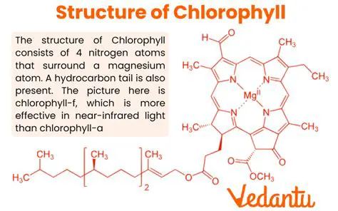 The Structure of Chlorophyll