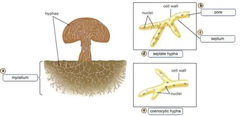 The Structure of Obi Fungus