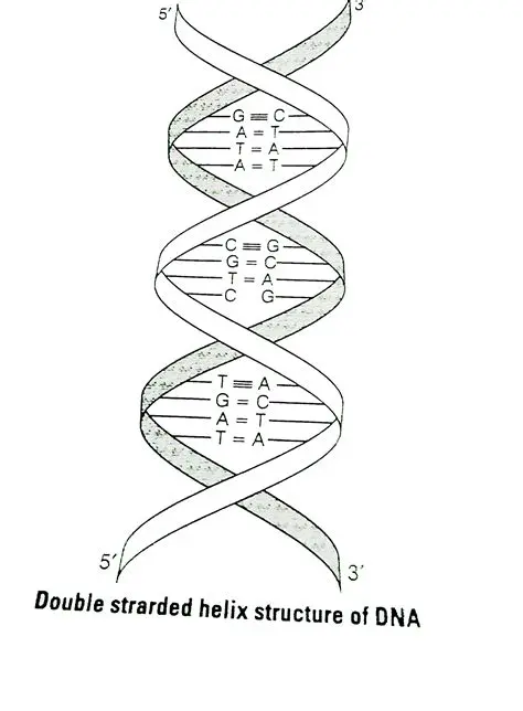 The Structure of the Double Helix