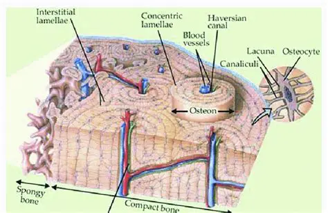 The Structure of the Haversian Canal System