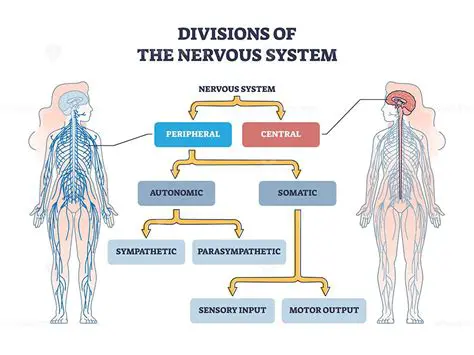 The Structure of the Nervous System
