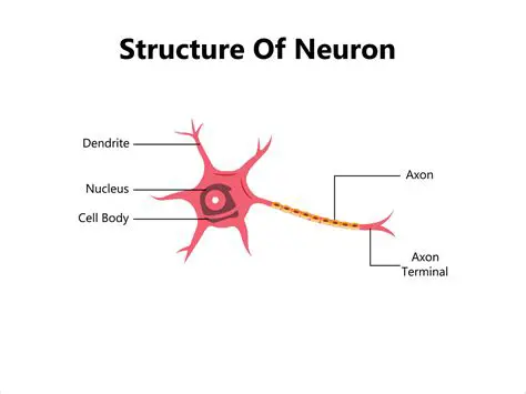 The Structure of the Neuron