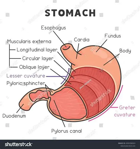 The Structure of the Polygastric Stomach