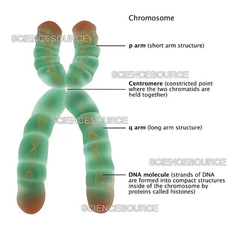 The Structure of the X Chromosome