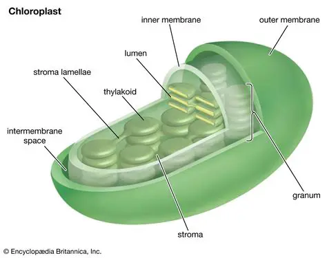The Structure of Thylakoids