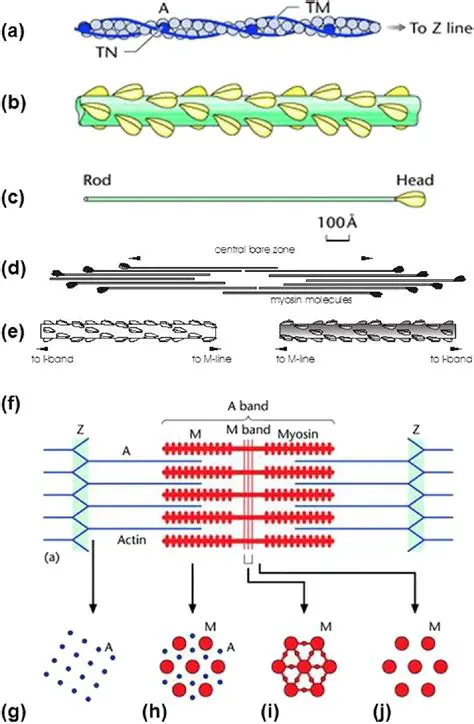 The Structure of Tropomyosin Strands