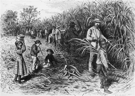 The Sugar Plantation Economy