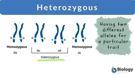 The Term for the Heterozygote Genotype Frequency