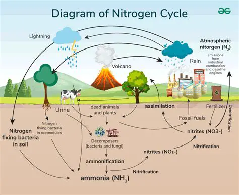 The Three Main Steps of the Nitrogen Cycle