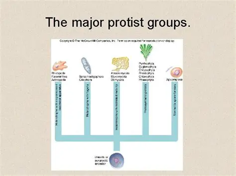 The Three Major Groups of Protists