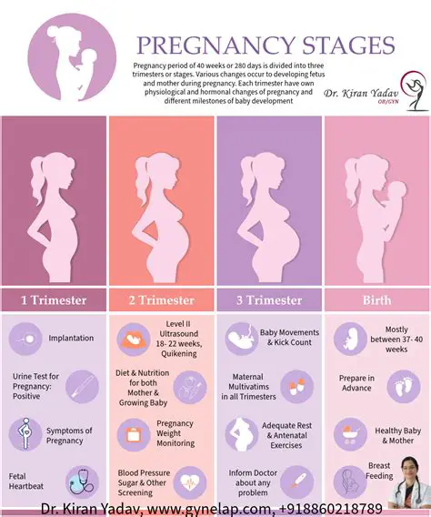 The Three Trimesters of Pregnancy