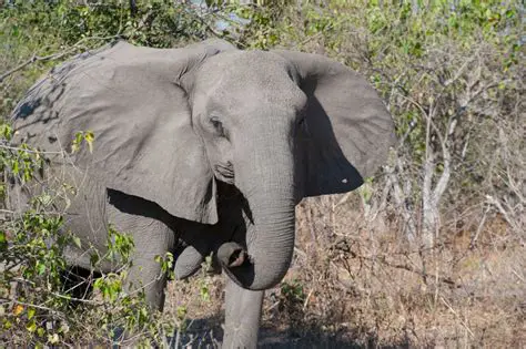 The Tuskless Female Elephants of Gorongosa National Park