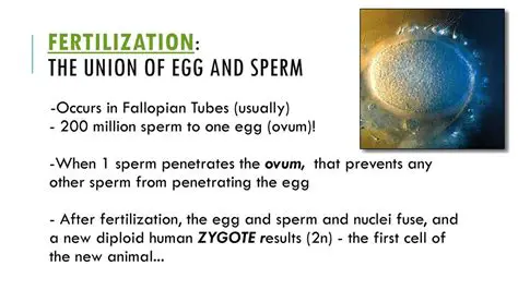 The Union of Egg and Sperm