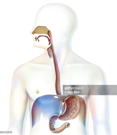 The Upper Digestive System