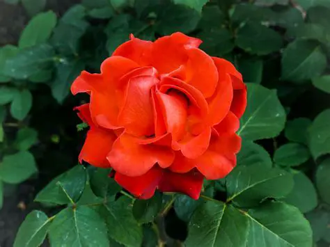 The Various Shapes of a Red Rose