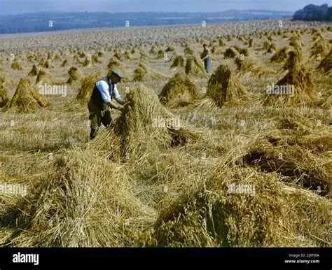 The War Effort and Agricultural Production