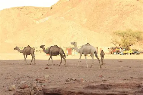 The War That Made the 20th Century