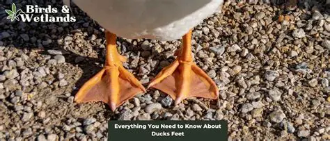 The Webbed Feet of Ducks and the Long Legs of Ostriches