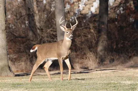 The Weights of Whitetail Deer Fawns