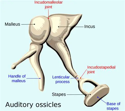 Three Bones in the Middle Ear