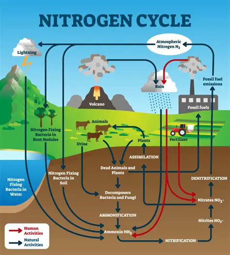 Three Places Where Nitrogen is Stored