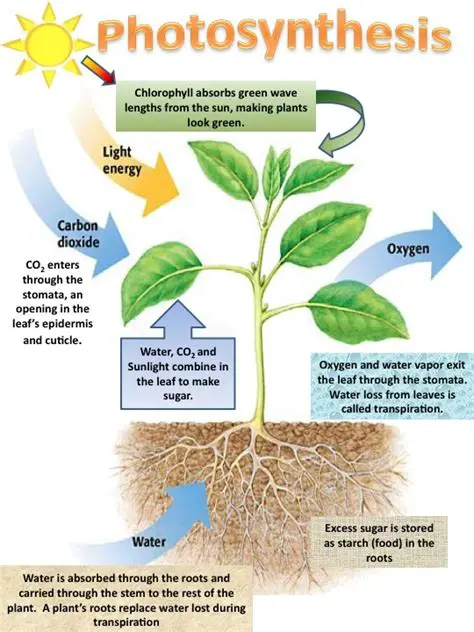 Three Things That Plants Need from Their Environment for Photosynthesis