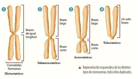 Tipos de cromosomas en las nutrias