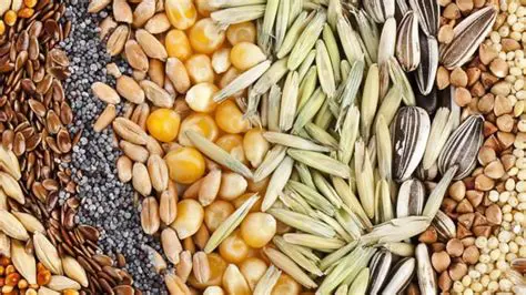 Tipos de semillas de rabolitos