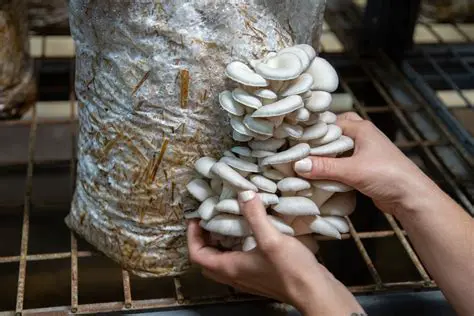 Tips for Successful Oyster Mushroom Cultivation