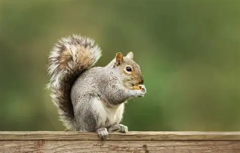 Total Number of Squirrels Entering the Population