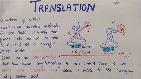 Translation with the Ideal Equivalent