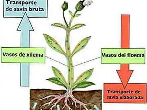 Transporte da seiva bruta e elaborada