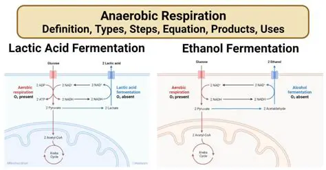 Types of Anaerobic Respiration