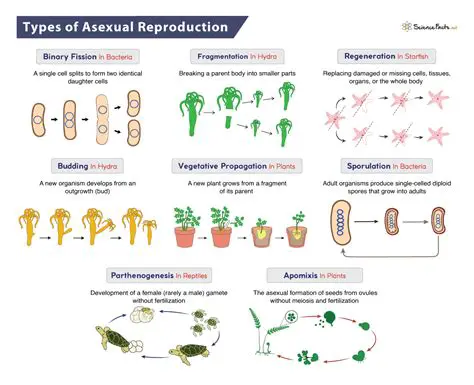 Types of Asexual Reproduction