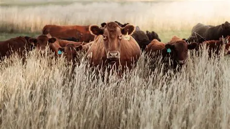 Types of Grazing Strategies