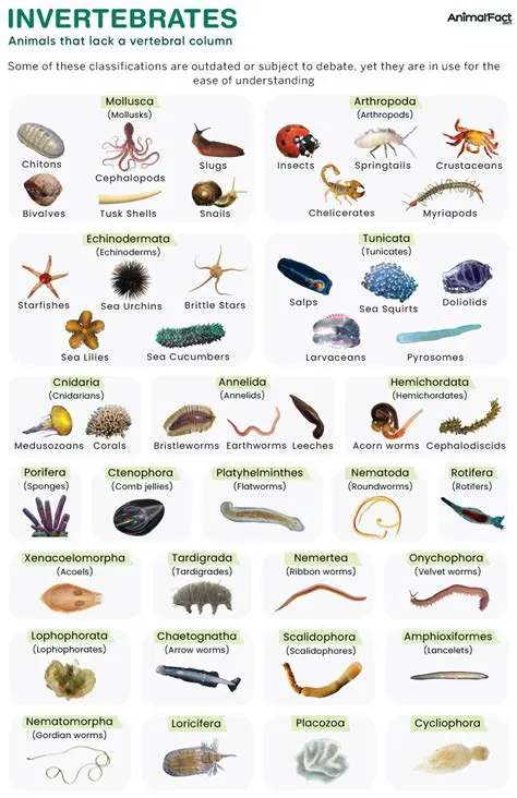 Types of Invertebrates Found in Indonesia